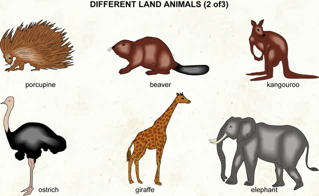 Land animals